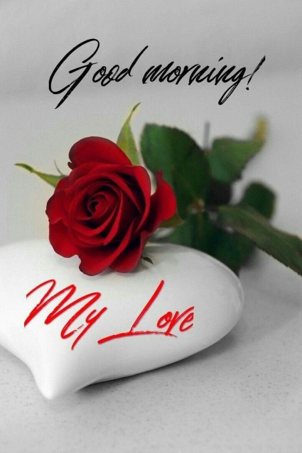 Surprise Your Love: Good Morning Rose Flower For My Love